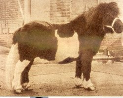 stallion Guido van Wolfheze (Shetland Pony, 1950, from Johny Walker)