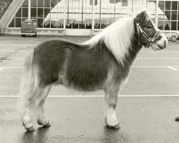 stallion Gradus van de Poelwijklaan (Shetland Pony, 1971, from Anostos v.d. Wiel)
