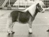 Deckhengst Gradus van de Poelwijklaan (Shetland Pony, 1971, von Anostos v.d. Wiel)