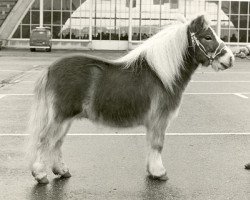 Deckhengst Gradus van de Poelwijklaan (Shetland Pony, 1971, von Anostos v.d. Wiel)