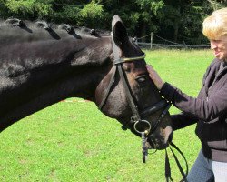 dressage horse Hidalgos (Trakehner, 2004, from Summertime)