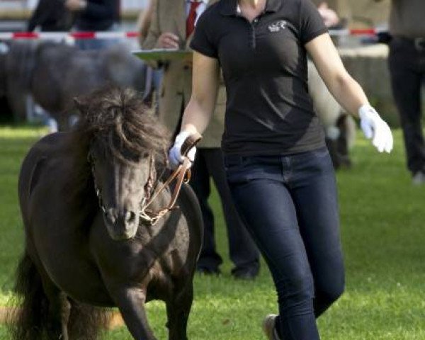 Zuchtstute Tamara van de Johanneshoeve (Shetland Pony, 2003, von August van de Kosterweide)