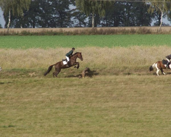 broodmare Despina (Hanoverian, 2001, from D'Olympic)