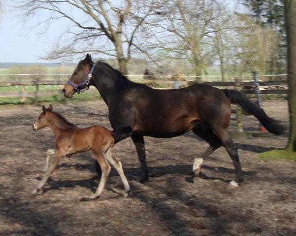 Zuchtstute Sundream (Hannoveraner, 1999, von Saint Cloud)