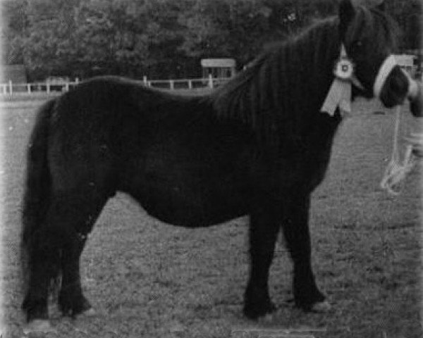 broodmare Gloom of Marshwood (Shetland Pony, 1962, from Supremacy of Marshwood)