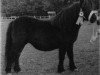 Zuchtstute Gloom of Marshwood (Shetland Pony, 1962, von Supremacy of Marshwood)