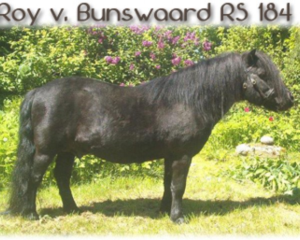 Deckhengst Roy van Bunswaard (Shetland Pony, 1980, von Rosson of Transy)