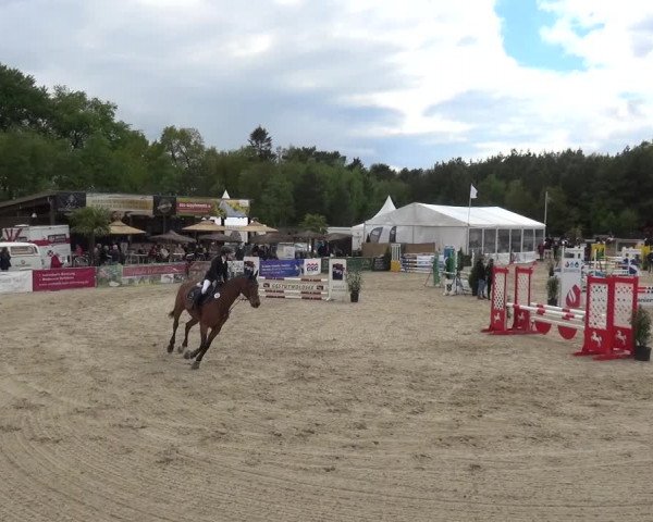 Reitturnier Rastede-Nethen 2021