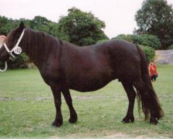 Zuchtstute Witch van Bunswaard (Shetland Pony, 1984, von Roy van Bunswaard)