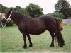 Zuchtstute Witch van Bunswaard (Shetland Pony, 1984, von Roy van Bunswaard)