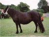 broodmare Witch van Bunswaard (Shetland Pony, 1984, from Roy van Bunswaard)