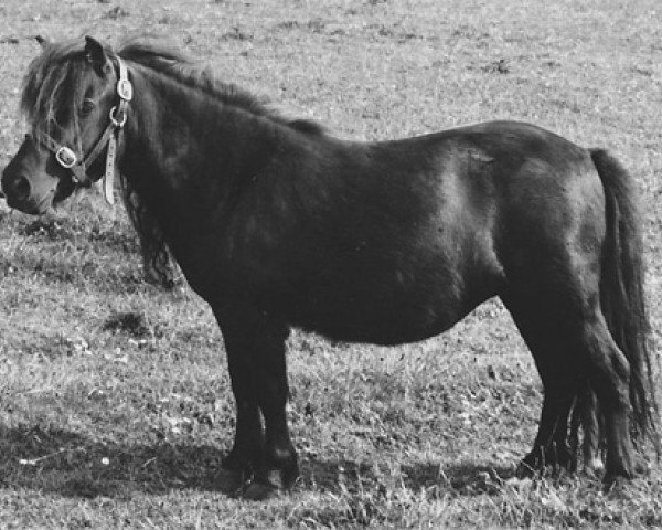 Zuchtstute Pauline of Marshwood (Shetland Pony, 1971, von Package of Marshwood)