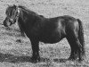 Zuchtstute Pauline of Marshwood (Shetland Pony, 1971, von Package of Marshwood)