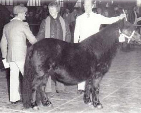 broodmare Justify of Marshwood (Shetland Pony, 1973, from Rosetaupe of Transy)