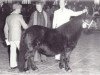 Zuchtstute Justify of Marshwood (Shetland Pony, 1973, von Rosetaupe of Transy)
