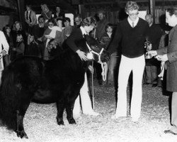 Zuchtstute Julie of Marshwood (Shetland Pony,  , von Rosetaupe of Transy)