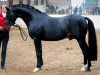 stallion Speyksbosch Dancer (Nederlands Welsh Ridepony, 1996, from Vita Nova's Golden Boris)