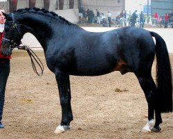 stallion Speyksbosch Dancer (Nederlands Welsh Ridepony, 1996, from Vita Nova's Golden Boris)