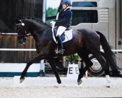 dressage horse Sir Stanislaus 3 (Hanoverian, 2007, from Sandro Hit)