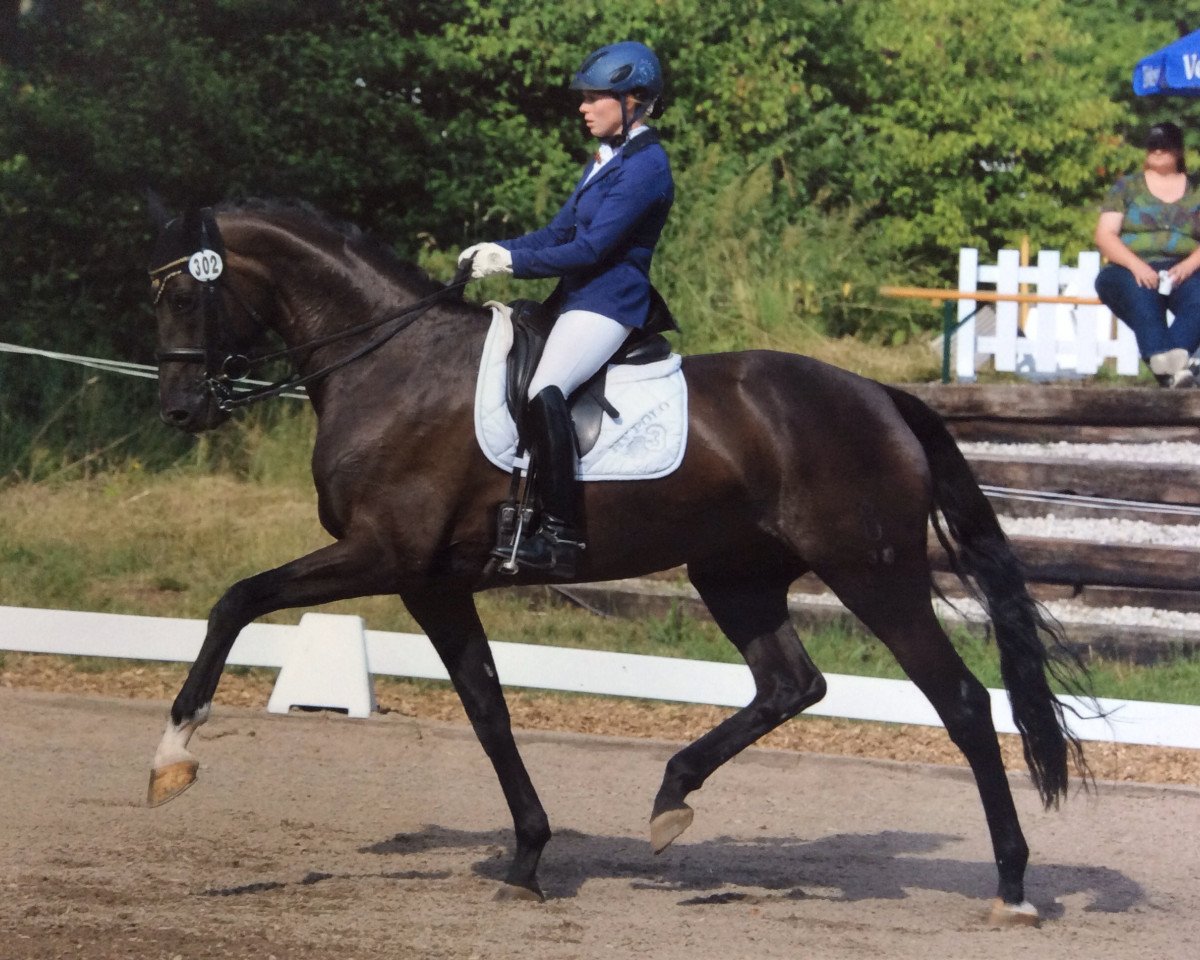 broodmare Samt und Seide 4 (Oldenburg, 2006, from Samarant)