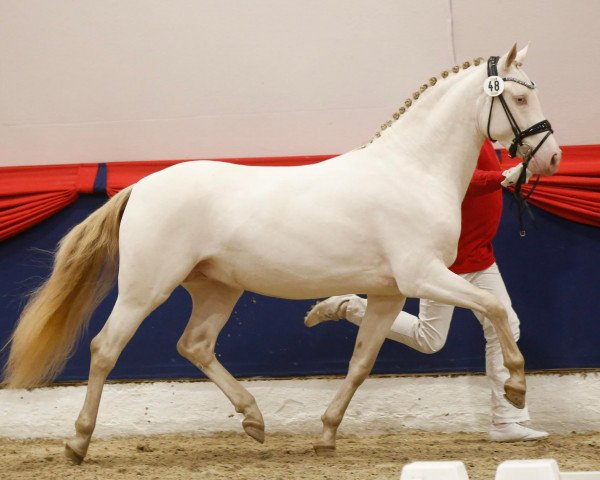 dressage horse Gold Edition D (German Riding Pony, 2019, from RM Golden Pleasure)