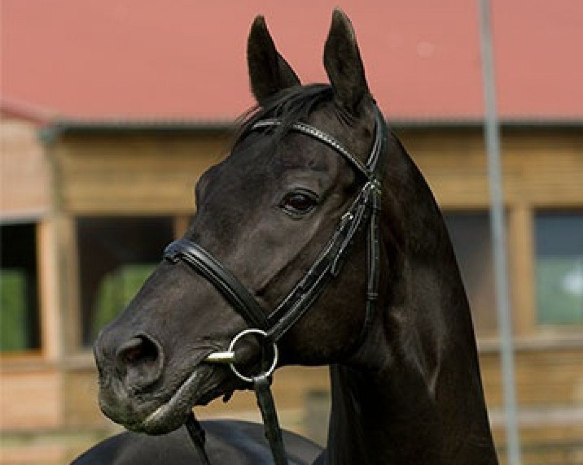 stallion Likoto xx (Thoroughbred, 1993, from Fit to Fight xx)