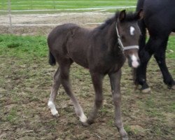 Springpferd Veesers Annabella (Deutsches Sportpferd, 2014, von Corregio K)