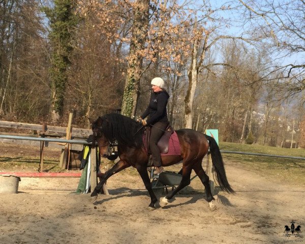 horse PRE Hengst (Pura Raza Espanola (PRE), 2009)