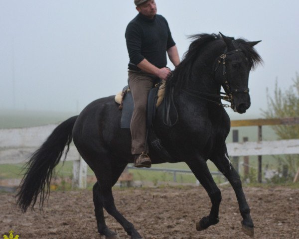 horse Andalusier Wallach (Andalusians/horse of pure Spanish race, 2007)