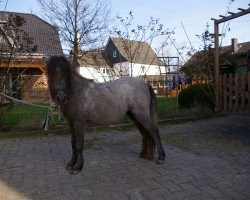 Pferd Petit Blanc (Dt.Part-bred Shetland Pony, 2013, von Golden Boy)