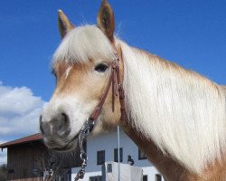 horse Haflinger 2006 (Haflinger, 2006, from Belarex)