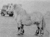 stallion Waldheer uit de Heuvel (Shetland pony (under 87 cm), 1963, from Spotlight of Marshwood)