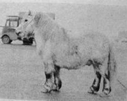 stallion Waldheer uit de Heuvel (Shetland pony (under 87 cm), 1963, from Spotlight of Marshwood)