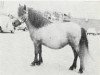 Zuchtstute Else Marie van het Slot (Shetland Pony, 1969, von Waldheer uit de Heuvel)