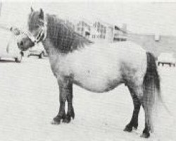 Zuchtstute Else Marie van het Slot (Shetland Pony, 1969, von Waldheer uit de Heuvel)