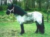 stallion Willem van de Schaapshoeve (Shetland Pony, 1984, from Mustang van Bunswaard)
