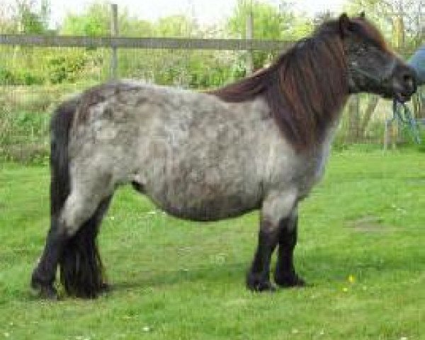 Zuchtstute Linde v.d. Saelberch (Shetland Pony, 1996, von Willem van de Schaapshoeve)