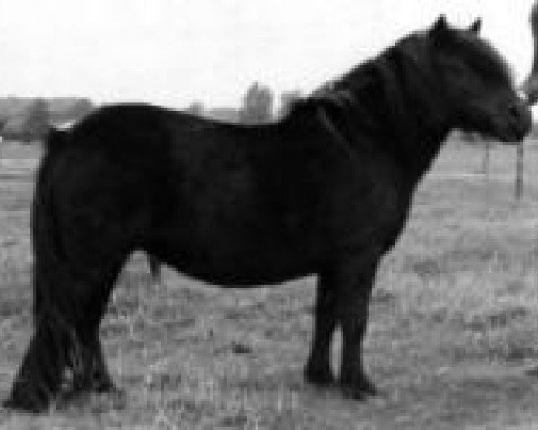 Zuchtstute Parity of Netherley (Shetland Pony,  , von Perception of Netherley)