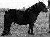 Zuchtstute Parity of Netherley (Shetland Pony,  , von Perception of Netherley)