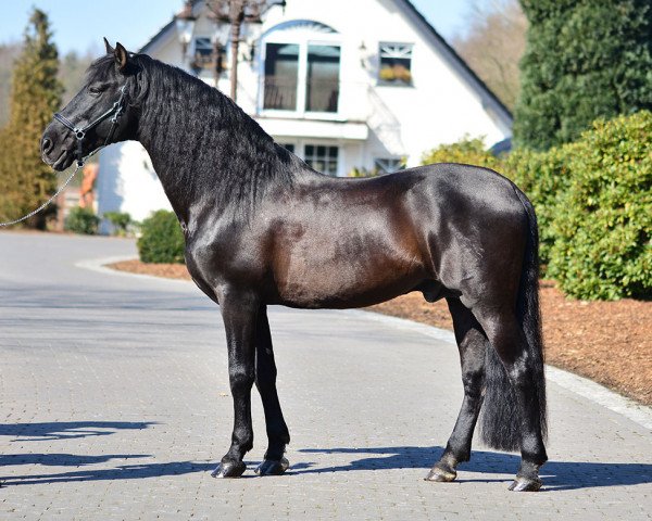 Deckhengst Jairo (Pura Raza Espanola (PRE), 2005, von Joropo)