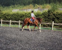 broodmare Miss Marple 149 (Hanoverian, 2007, from Magic Boy)