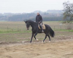 dressage horse Diva de Luna (Westfale, 2007, from Dimension)