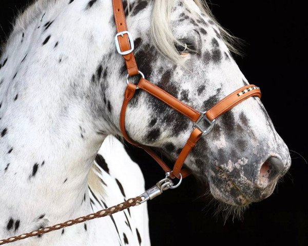 Pferd Reindi Elmar XIV (Noriker, 2007, von Ralf Elmar XIII)