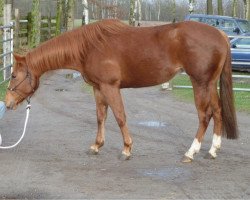 horse Oaks Spirit Of Dawn (Quarter Horse, 2010, from Am I Gray)