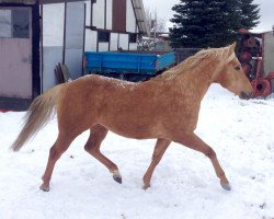 horse CF Big Moses (Quarter Horse, 2011, from CF Little Doc Collin)