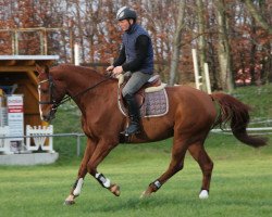 jumper Snoopy (Hanoverian, 2006, from Silvio I)