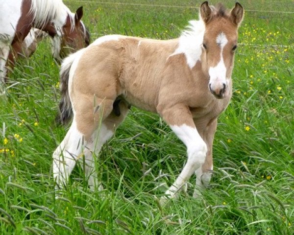 horse unnamed (Paint Horse, 2014)