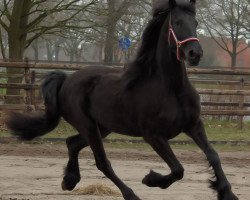 broodmare Neele (Friese, 2012, from Beart 411)