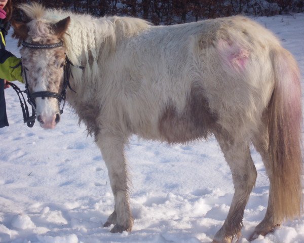 dressage horse Lia (Shetland Pony, 2009, from Londonderry)