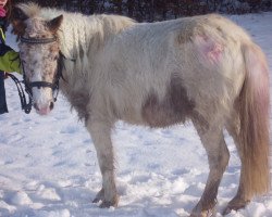 dressage horse Lia (Shetland Pony, 2009, from Londonderry)